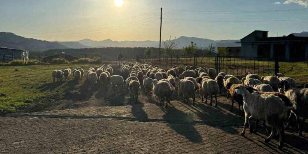 Tek ekmek kapıları hayvancılık! Meşakkatli ve zorlu yolculukları başladı 5
